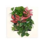 Mobilane's LivePicture GO™ - Image 3