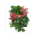 Mobilane's LivePicture GO™ - Image 2