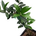Olive Plant 'Olea europaea' - Image 7