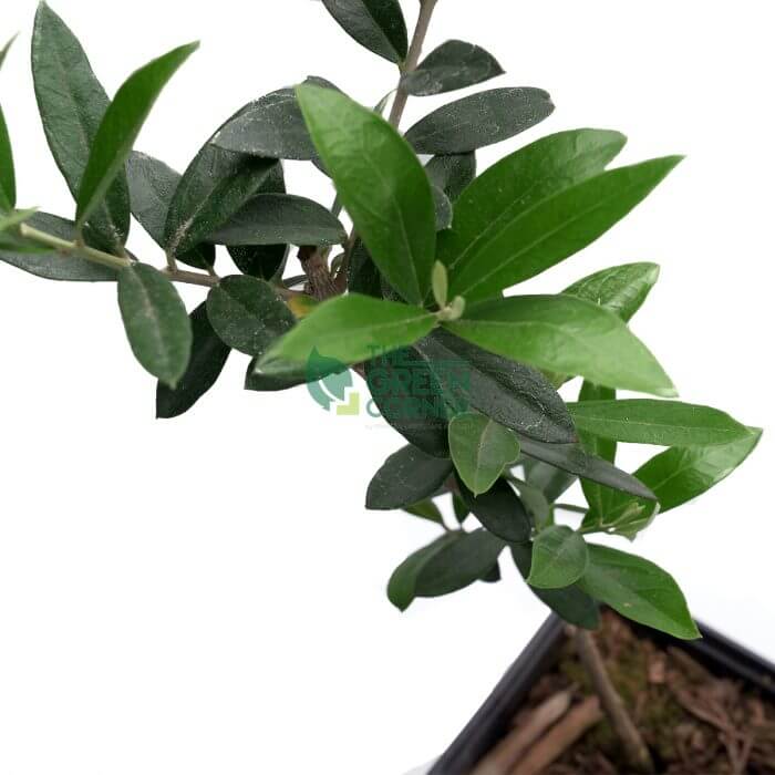 Olive Plant 'Olea europaea' Pot 120mm close watermarked Olive Plant 'Olea europaea' - Image 7