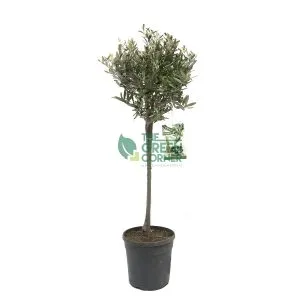 Olive Plant Pot 210mm (Olea europaea one stem)