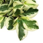 Peperomia obtusifolia Variegata Pot 110mm - Image 3