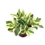 Peperomia obtusifolia Variegata Pot 110mm - Image 2