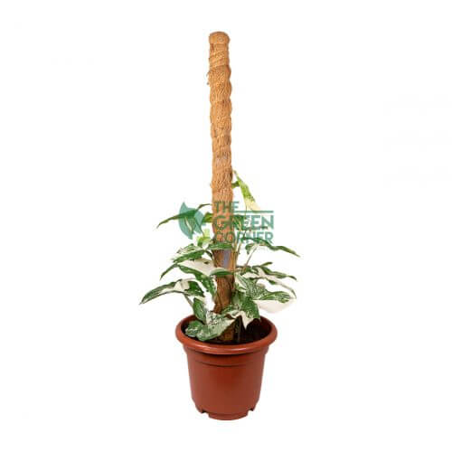 Syngonium Podophyllum Albo Variegatum with Coco Pole Pot 230mm