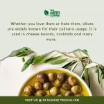 Olive Plant 'Olea europaea'