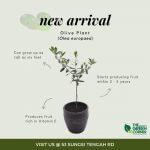 Olive Plant 'Olea europaea'