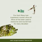 Olive Plant 'Olea europaea'