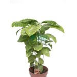 Coffea Arabica (Coffee Plant) - Image 3