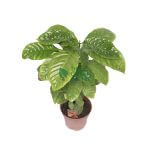 Coffea Arabica (Coffee Plant) - Image 2