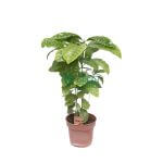 Coffea Arabica (Coffee Plant)