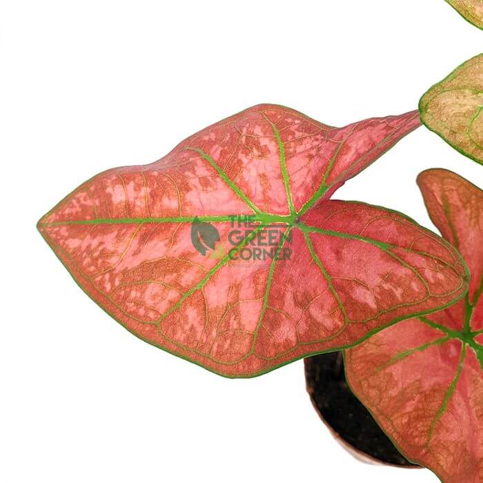 Caladium Thai Dynasty - Image 2