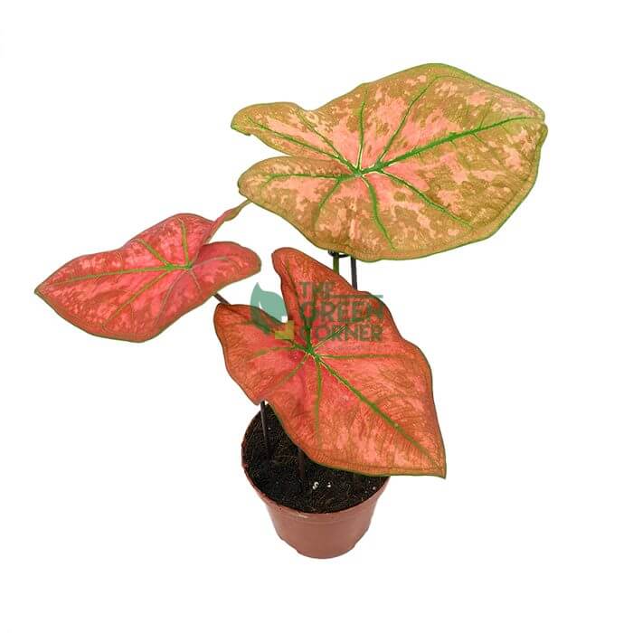 Caladium Thai Dynasty - Image 3