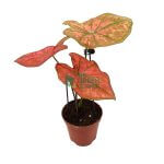 Caladium Thai Dynasty