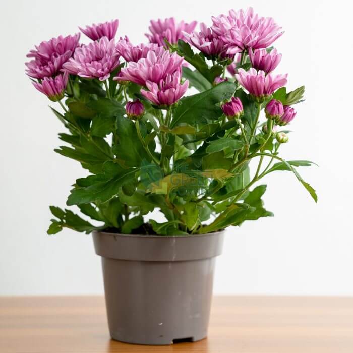 Chrysanthemum 'Old Double pink' pot 120mm