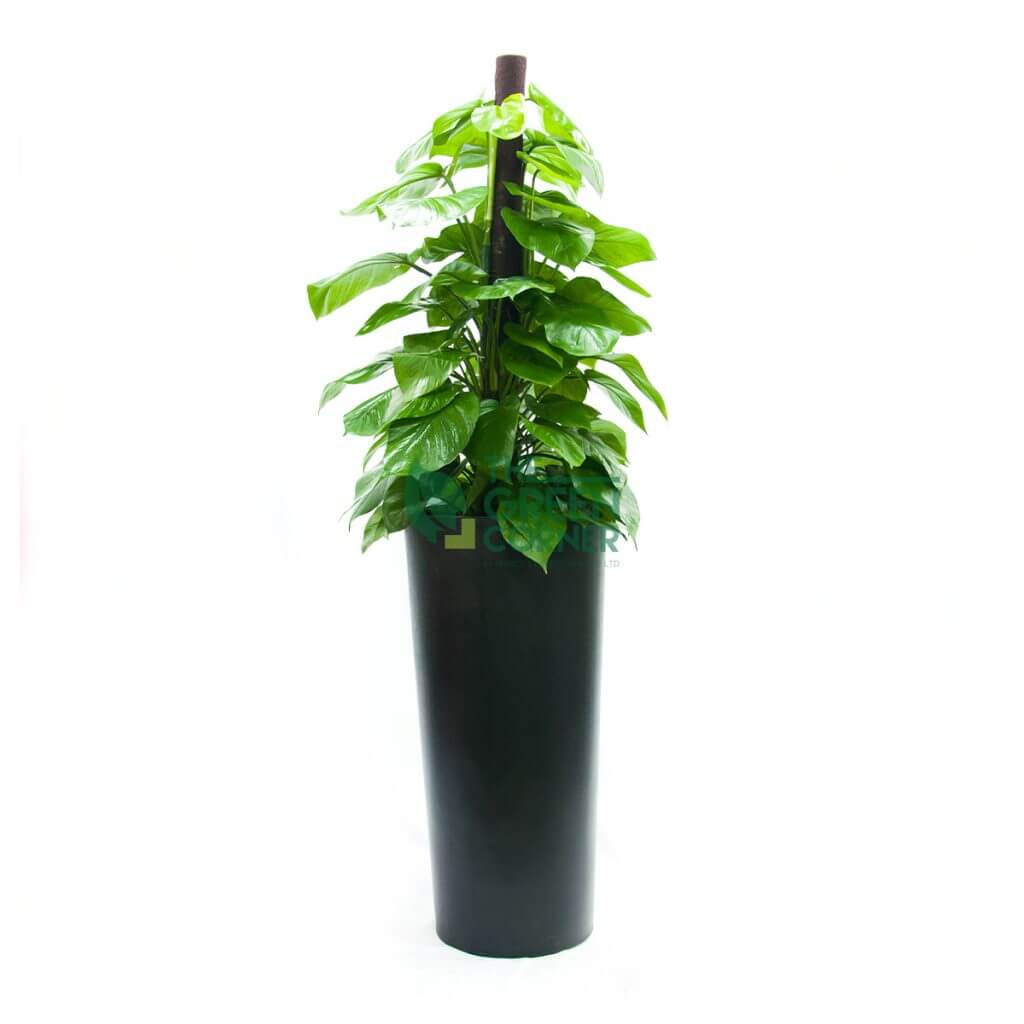 Epipremnum Aureum Money Plant in Cascading Black