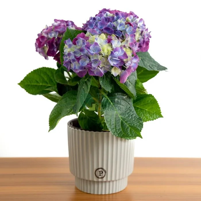 Hydrangea blue in Ornamental Pot(Pure Basket / Ivy Ceramics Green Grey)