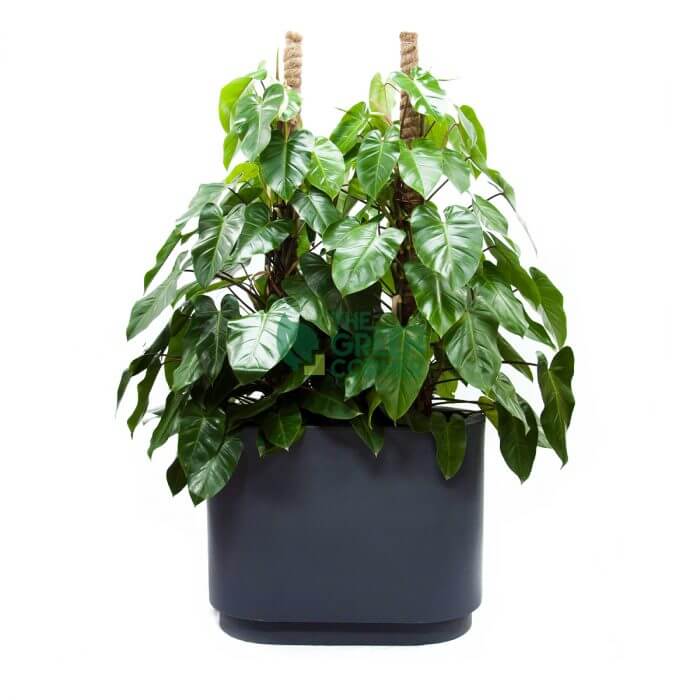 Philodendron Green Heart in Charcoal Grey