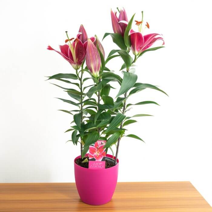 Mother's Day Lilium Oriental Pot with FloraBiezz sticker