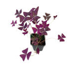 Oxalis Triangularis