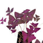 Oxalis Triangularis