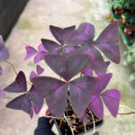 Oxalis Triangularis