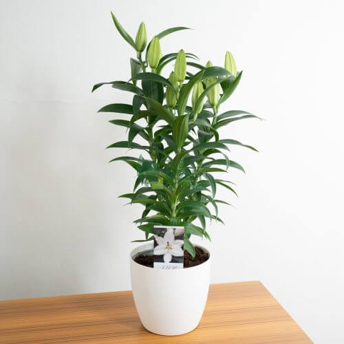 Lilium Oriental Pot with FloraBiezz