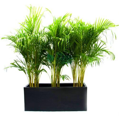 Dypsis Lutescens in Box Black