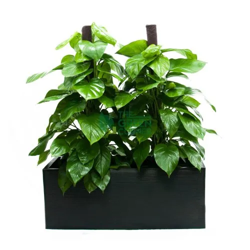 Buy Beautiful Epipremnum Aureum Money Plant in Box Black - The Green Corner