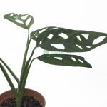 Buy Lovely Monstera Epipremnoides Plant - The Green Corner