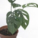 Buy Stunning Monstera Epipremnoides Plant - The Green Corner