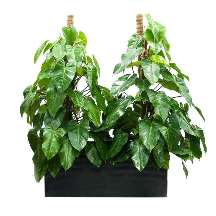 Philodendron Green Heart in Box Black