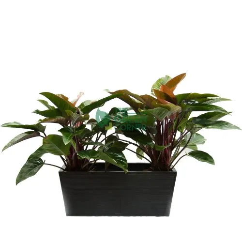 Philodendron Red Congo in Box Black