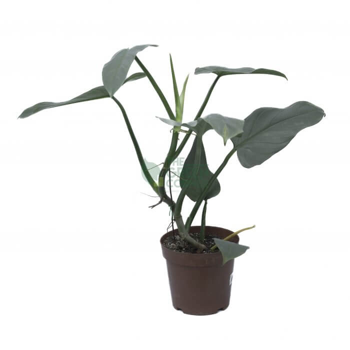 Philodendron Silver Sword Pot 170mm