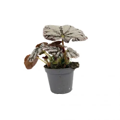 Begonia Rex Chayo