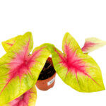 Caladium Lemon Blush - Image 3