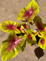 Caladium Lemon Blush - Image 6