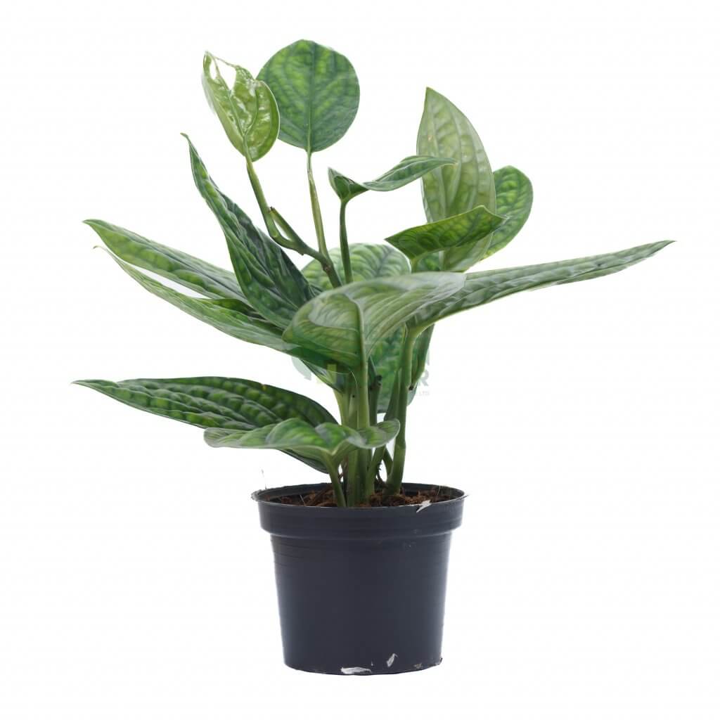 Monstera Karstenianum 'Peru' Pot 10cm