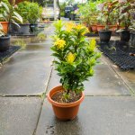 Ixora Yellow - Image 2