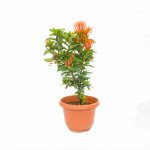 Ixora Red Pot 20cm