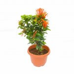 Ixora Red Pot 20cm