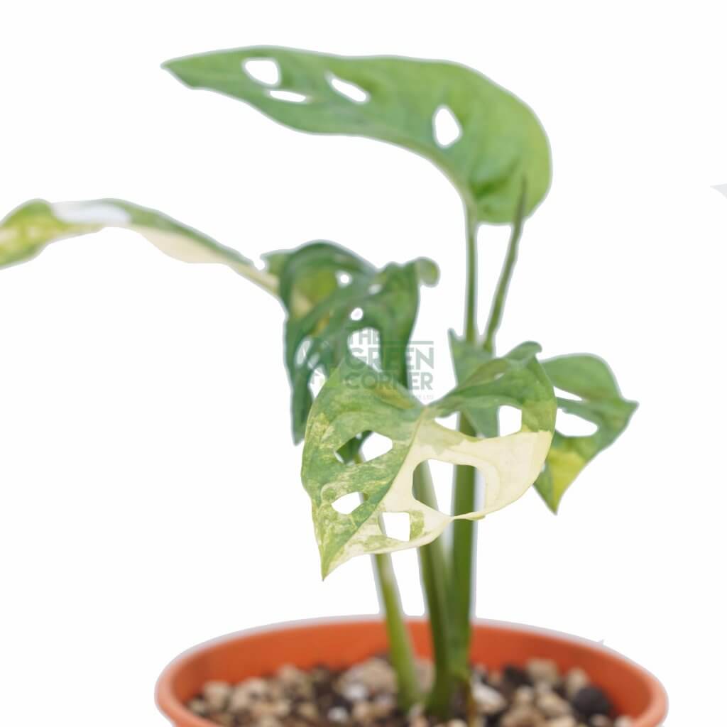 Buy Monstera Plants Online at 58 The Green Corner