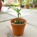 Monstera Obiqua Peru Pot 10 cm