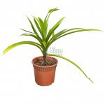 Pandan Plant
