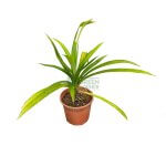 Pandan Plant