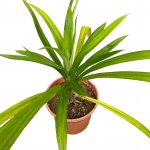 Pandan Plant