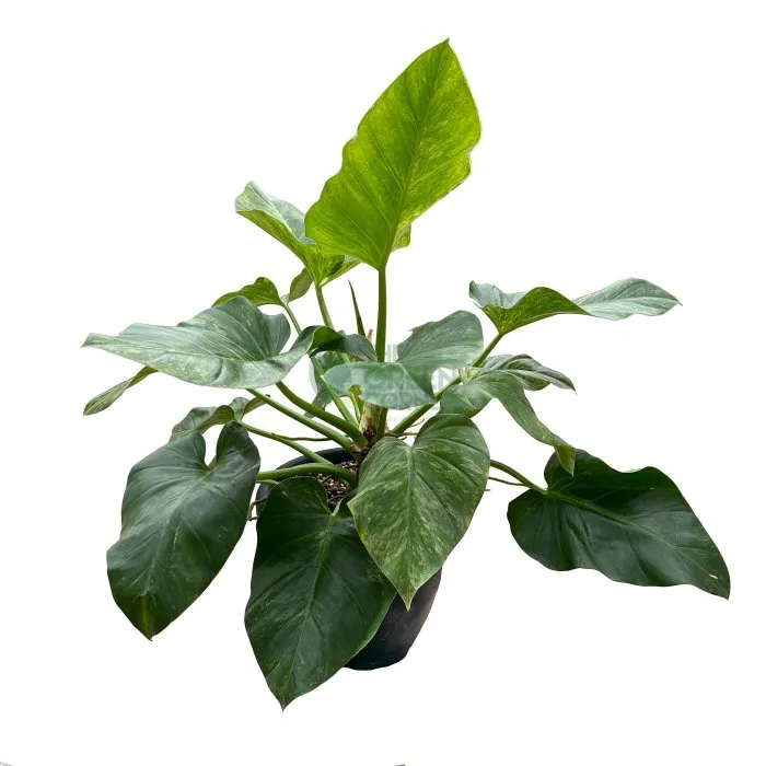 Philodendron Giganteum Variegated Check Pot 260mm