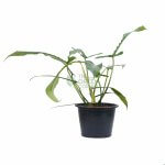Philodendron Joepii