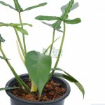 Philodendron Joepii