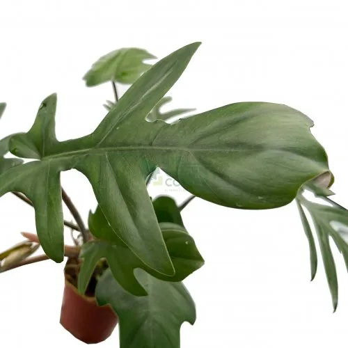 Philodendron Mayoii