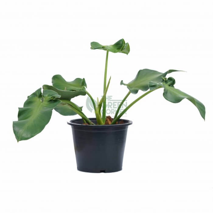 Philodendron Rugosum Aberrant Form